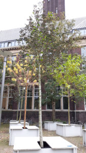 Tilia-platyphyllos-Delft_DBK