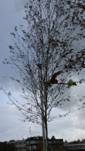 betula-utilis-var-jacquemontii_bar